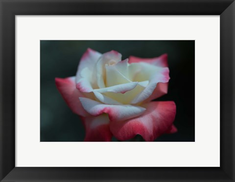 Framed Close-up of a pink and white rose, Los Angeles County, California, USA Print