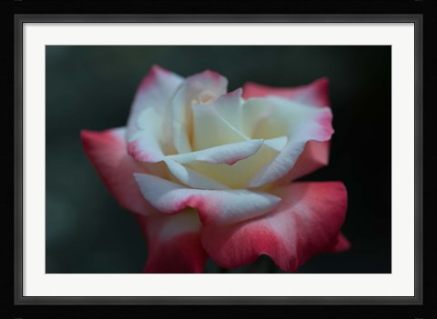 Framed Close-up of a pink and white rose, Los Angeles County, California, USA Print