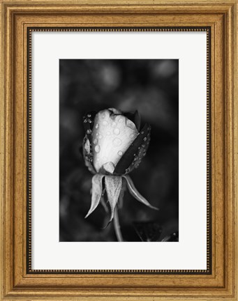 Framed Close-up of a Rose, Glendale, Los Angeles County, California (black and white) Print