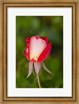 Framed Close-up of a Rose, Glendale, Los Angeles County, California Print
