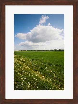 Framed Farm field in springtime, Bergen, Lower Saxony, Germany Print