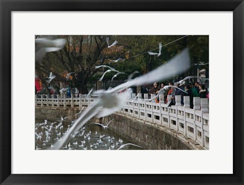 Framed People feeding the gulls in a park, Green Lake Park, Kunming, Yunnan Province, China Print
