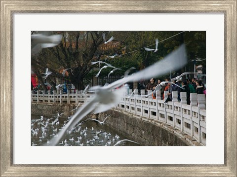 Framed People feeding the gulls in a park, Green Lake Park, Kunming, Yunnan Province, China Print
