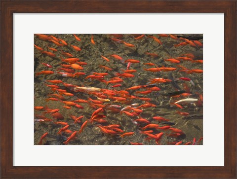 Framed Goldfish (Carassius auratus) swimming in the Yu River Canal, Old Town, Lijiang, Yunnan Province, China Print