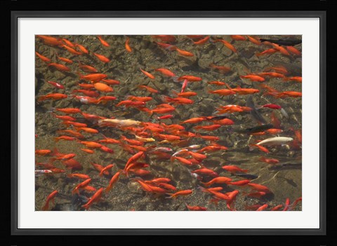 Framed Goldfish (Carassius auratus) swimming in the Yu River Canal, Old Town, Lijiang, Yunnan Province, China Print