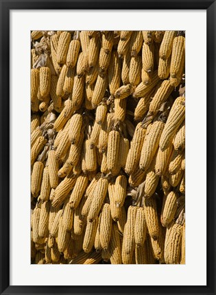 Framed Corn cobs hanging to dry, Baisha, Lijiang, Yunnan Province, China Print