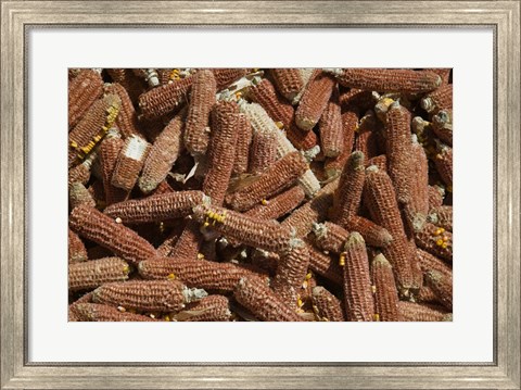 Framed Close-up of corn cobs, Baisha, Lijiang, Yunnan Province, China Print