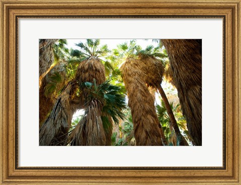 Framed Low angle view of palm trees, Palm Springs, Riverside County, California, USA Print
