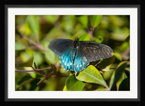 Framed Blue tinted Butterfly on a leaf Print