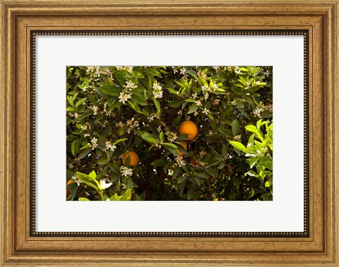 Framed Orange trees in an orchard, Santa Paula, Ventura County, California, USA Print