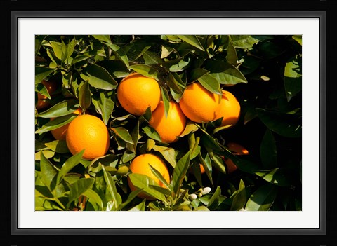 Framed Oranges, Santa Paula, Ventura County, California Print