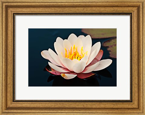 Framed Water lily in a pond, Mendocino Coast Botanical Gardens, Fort Bragg, California, USA Print