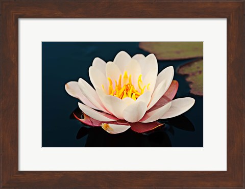 Framed Water lily in a pond, Mendocino Coast Botanical Gardens, Fort Bragg, California, USA Print