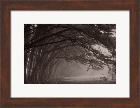 Framed Cypress trees at misty morning, Fort Bragg, California, USA Print