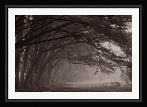 Framed Cypress trees at misty morning, Fort Bragg, California, USA Print