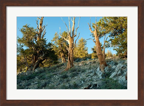 Framed Bristlecone Pine Grove, White Mountains, California Print