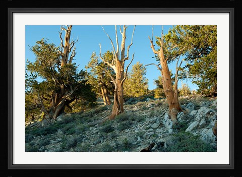 Framed Bristlecone Pine Grove, White Mountains, California Print