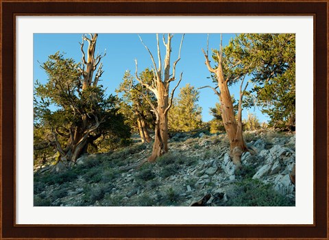 Framed Bristlecone Pine Grove, White Mountains, California Print