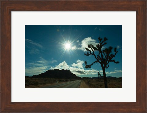 Framed Joshua tree at the roadside, Joshua Tree National Park, California, USA Print