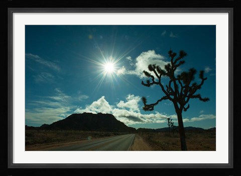 Framed Joshua tree at the roadside, Joshua Tree National Park, California, USA Print