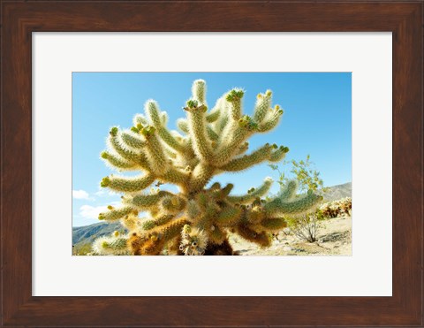 Framed Cactus at Joshua Tree National Park, California, USA Print