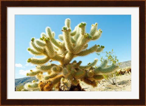 Framed Cactus at Joshua Tree National Park, California, USA Print