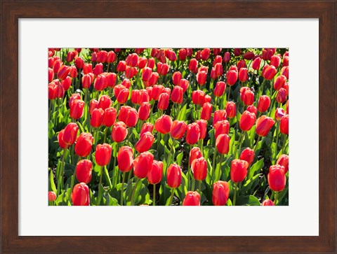 Framed Field of Red Tulips Print