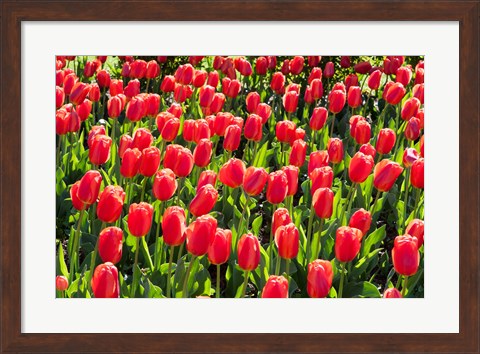 Framed Field of Red Tulips Print