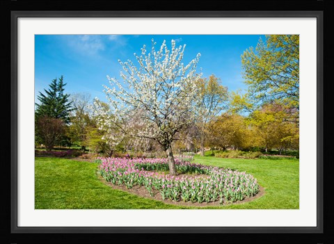 Framed Tree in Sherwood Gardens, Baltimore, Maryland Print