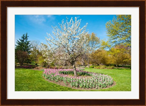 Framed Tree in Sherwood Gardens, Baltimore, Maryland Print