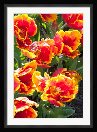 Framed Tulips at Sherwood Gardens, Baltimore, Maryland Print