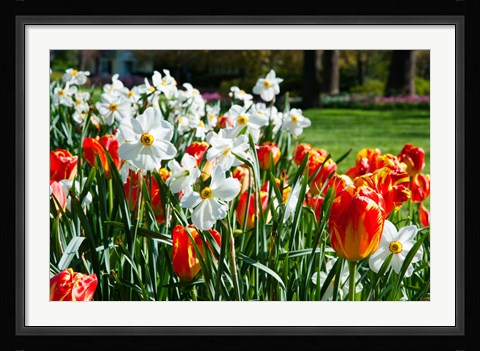Framed Tulips and other flowers at Sherwood Gardens, Baltimore, Maryland, USA Print