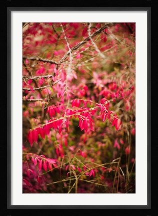Framed Close-up of a plant in a garden in autumn, Musee de l'Ecole de Nancy, Nancy, Meurthe-et-Moselle, Lorraine, France Print