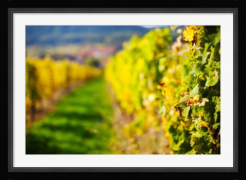 Framed Autumn Vineyards in Mittelbergheim, Alsatian Wine Route, Bas-Rhin, Alsace, France Print