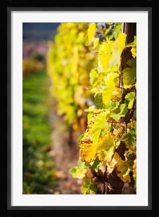 Framed Vineyards in autumn, Mittelbergheim, Alsatian Wine Route, Bas-Rhin, Alsace, France Print