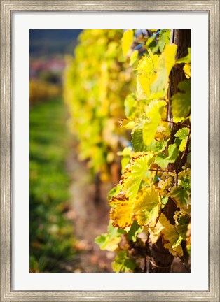 Framed Vineyards in autumn, Mittelbergheim, Alsatian Wine Route, Bas-Rhin, Alsace, France Print