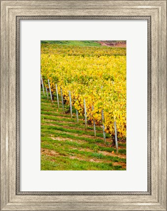 Framed Vineyard, Ozenay, Maconnais, Saone-et-Loire, Burgundy, France Print