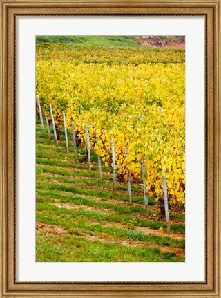 Framed Vineyard, Ozenay, Maconnais, Saone-et-Loire, Burgundy, France Print