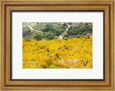 Framed Vineyards, Collioure, Vermillion Coast, Pyrennes-Orientales, Languedoc-Roussillon, France (horizontal) Print