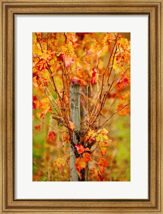 Framed Vineyard in autumn, Gaillac, Tarn, Midi-Pyrenees, France (vertical) Print