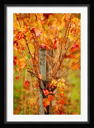 Framed Vineyard in autumn, Gaillac, Tarn, Midi-Pyrenees, France (vertical) Print