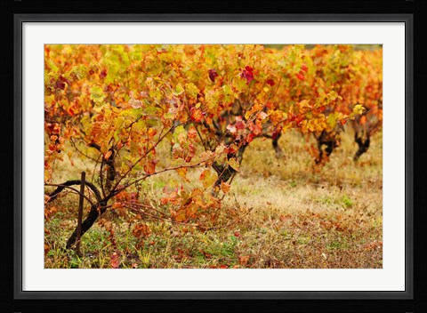 Framed Vineyard in autumn, Gaillac, Tarn, Midi-Pyrenees, France (horizontal) Print