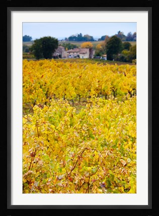 Framed Autumn Vineyards, Montagne, Gironde, Aquitaine, France Print