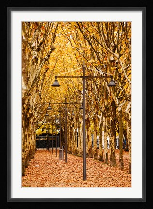 Framed Esplanade des Quinconces park in autumn, Bordeaux, Gironde, Aquitaine, France Print