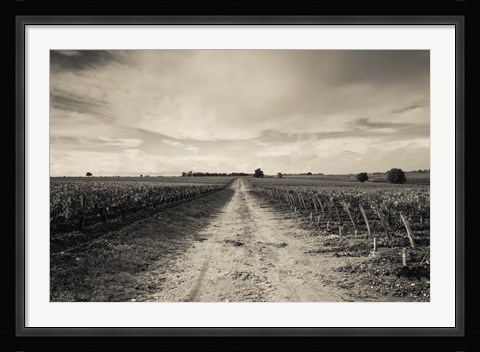 Framed Vineyards in autumn, Pauillac, Haut Medoc, Gironde, Aquitaine, France Print