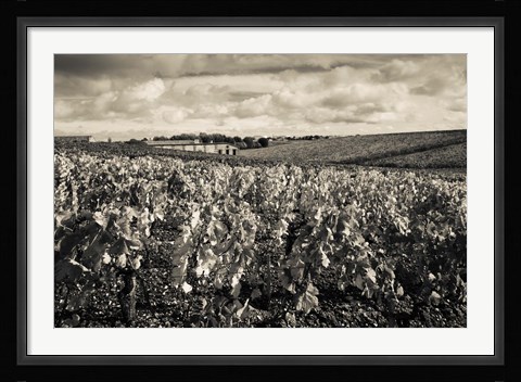 Framed Chateau Lafite Rothschild vineyards in autumn, Pauillac, Haut Medoc, Gironde, Aquitaine, France (black and white) Print