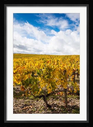 Framed Chateau Lafite Rothschild vineyards in autumn, Pauillac, Haut Medoc, Gironde, Aquitaine, France Print
