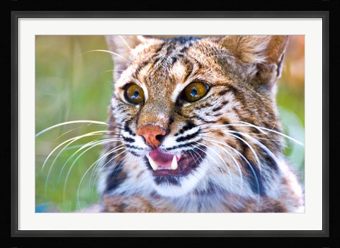 Framed Close-up of a Bobcat (Lynx rufus) Print
