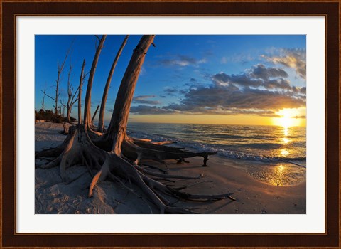 Framed Dead Trees on the Beach at Sunset, Lovers Key State Park, Lee County, Florida Print