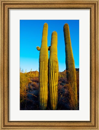 Framed Saguaro Cactus (carnegiea gigantea) in a desert, Tucson, Pima County, Arizona, USA Print